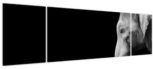 Obraz - Slon (170x50 cm)