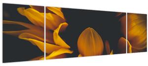 Obraz - Slunečnice v černém pozadí (170x50 cm)