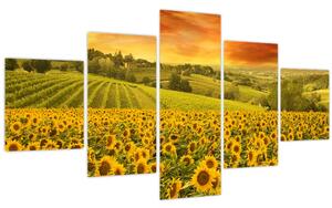 Obraz - Slunečnicové pole (125x70 cm)