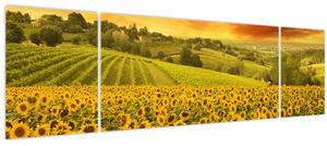 Obraz - Slunečnicové pole (170x50 cm)