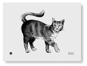 Teemu Järvi Plakát Cat 40x30