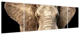 Obraz - Slon africký (170x50 cm)