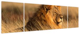 Obraz - Národní park Etosha (170x50 cm)