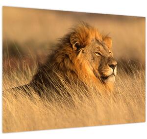 Obraz - Národní park Etosha (70x50 cm)