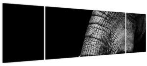 Obraz - Sloní kly (170x50 cm)