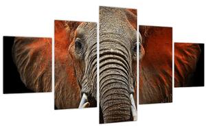 Obraz - Sloni z Tsavo (125x70 cm)