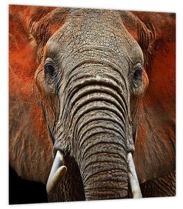 Obraz - Sloni z Tsavo (30x30 cm)