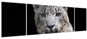 Obraz - Levhart sněžný (170x50 cm)