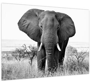 Obraz - Slon africký II. (70x50 cm)