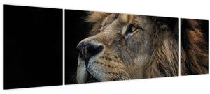 Obraz - Majestátní lev (170x50 cm)