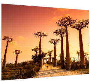 Obraz - Západ slunce v uličce Baobab (70x50 cm)