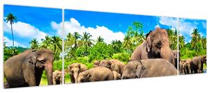Obraz - Sloni, Sri Lanka (170x50 cm)