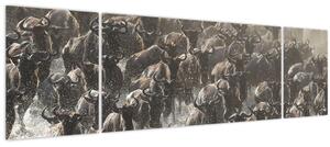 Obraz - Stádo pakoňů (170x50 cm)