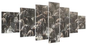 Obraz - Stádo pakoňů (210x100 cm)