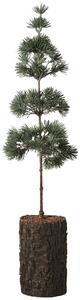 Umělý stromek Cedar Tree 60 cm