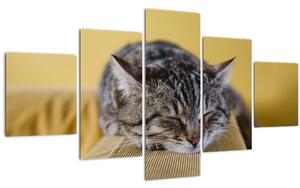 Obraz kočky na pohovce (125x70 cm)