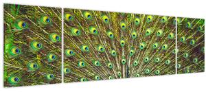 Obraz - Páv (170x50 cm)