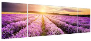 Obraz - Východ slunce v levandulovém poli (170x50 cm)