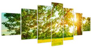 Obraz - Slunečný les (210x100 cm)