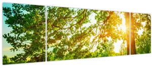 Obraz - Slunečný les (170x50 cm)