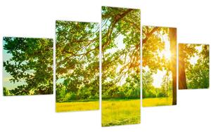 Obraz - Slunečný les (125x70 cm)