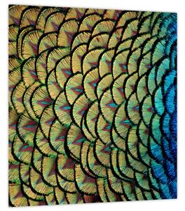 Obraz - Páví peří (30x30 cm)