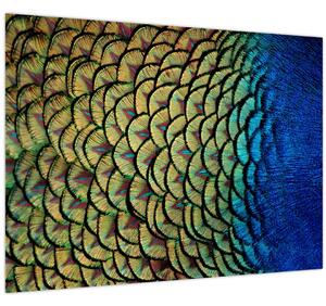 Obraz - Páví peří (70x50 cm)