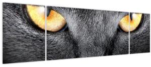 Obraz - Blízký portrét kočky (170x50 cm)