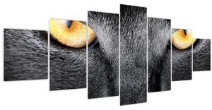 Obraz - Blízký portrét kočky (210x100 cm)