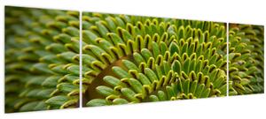 Obraz - Kapradina (170x50 cm)