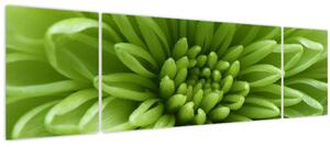 Obraz - Makro snímek rostliny (170x50 cm)