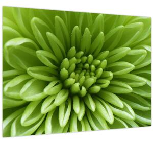 Obraz - Makro snímek rostliny (70x50 cm)