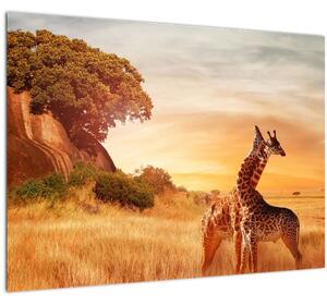 Obraz - Žirafy v Africe (70x50 cm)