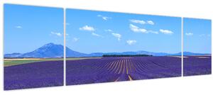 Obraz - Levandulové pole (170x50 cm)