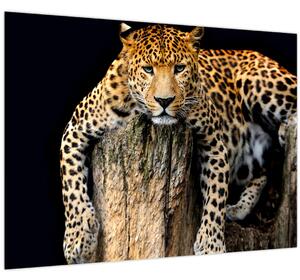 Obraz - Gepard (70x50 cm)