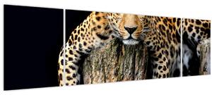 Obraz - Gepard (170x50 cm)
