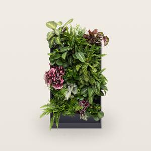 PlantBox - Živá stěna 5 modulů