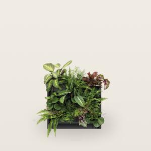 PlantBox - Živá stěna 3 moduly
