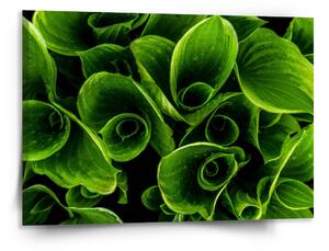 Sablio Obraz Zelené listy - 150x110 cm