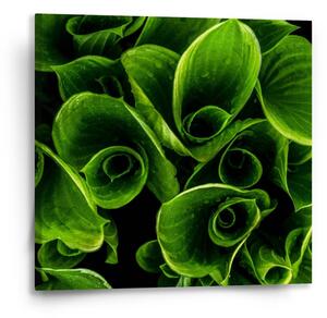 Sablio Obraz Zelené listy - 50x50 cm