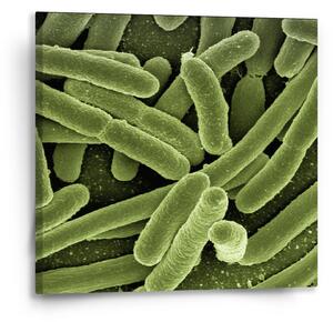 Sablio Obraz Bakterie - 50x50 cm