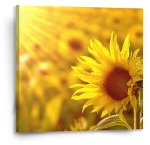 Sablio Obraz Slunečnice 3 - 50x50 cm