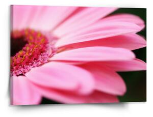 Sablio Obraz Růžová gerbera - 150x110 cm