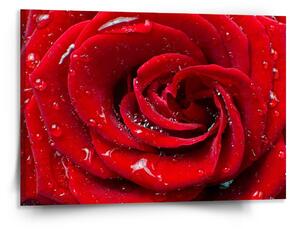 Sablio Obraz Růže - 150x110 cm