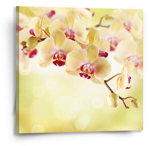 Sablio Obraz Orchidej 2 - 50x50 cm