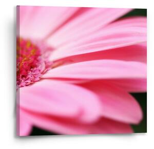 Sablio Obraz Růžová gerbera - 50x50 cm