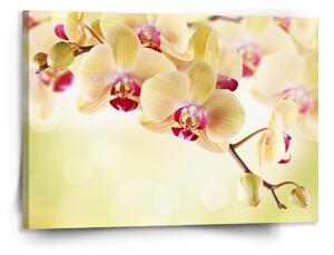 Sablio Obraz Orchidej 2 - 150x110 cm