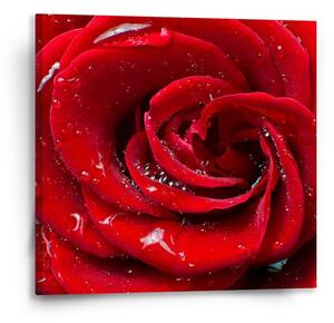 Sablio Obraz Růže - 50x50 cm