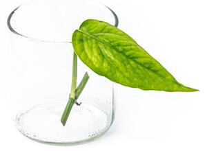 Epipremnum pinnatum Blue form - řízek k zakořenění Šplhavník, Šplhavnice