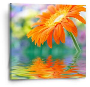 Sablio Obraz Oranžová gerbera - 50x50 cm